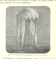 British Library digitised image from page 104 of "Nach Ecuador. Reisebilder ... Zweite, vermehrte Auflage. Mit ... Holzschnitten, etc"