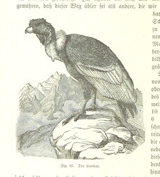 British Library digitised image from page 354 of "Nach Ecuador. Reisebilder ... Zweite, vermehrte Auflage. Mit ... Holzschnitten, etc"