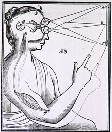 Vision and the mechanism for response to external stimuli