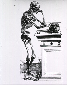 Human skeleton