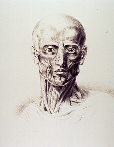 Muscles of the neck and face