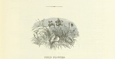 British Library digitised image from page 75 of "Illustrated Poems and Songs for Young People. Edited by Mrs. Sale Barker"