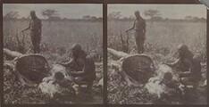 A carcass of a hunted eland antelope in Makindu. ; Photograph 1 and 2.