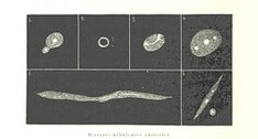 British Library digitised image from page 650 of "L'Espace cÃ©leste et la nature tropicale, description physique de l'univers ... prÃ©face de M. Babinet, dessins de Yan' Dargent"