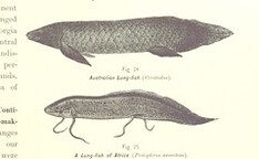British Library digitised image from page 35 of "Gately's World's Progress. A general history of the earth's construction and of the advancement of mankind ... Edited by C. E. Beale. Ã‰dition de luxe"