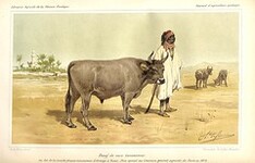 Boeuf de race tunisienne