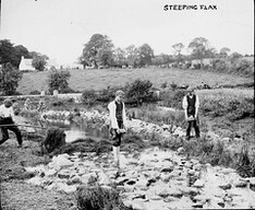 Steeping Flax for Irish Linen