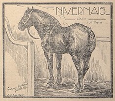 Cheval nivernais