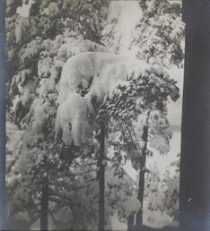 Left stereoscopic print of snowcovered pines in Ruovesi, Finland