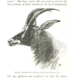 British Library digitised image from page 272 of "The Kilima-njaro Expedition. A record of scientific exploration in Eastern Equatorial Africa ... With ... maps and ... illustrations by the author"