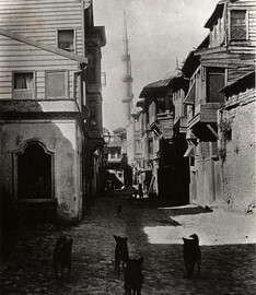 Street dogs in Istanbul