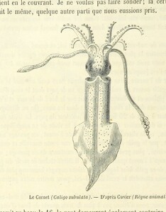 British Library digitised image from page 778 of "Voyageurs anciens et modernes, ou Choix des relations de voyages ... depuis le cinquiÃ¨me siÃ¨cle avant JÃ©sus-Christ jusqu'au dix-neuviÃ¨me siÃ¨cle, avec biographies, notes et indications iconographiques, par