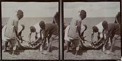 Local men chop up the carcass of a hunted antelope in Uakamba in June 1909.