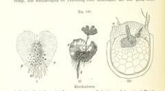 British Library digitised image from page 882 of "Unser Wissen von der Erde. Allgemeine Erdkunde und LÃ¤nderkunde, herausgegeben unter fachmÃ¤nnischer Mitwirkung von A. Kirchhoff"