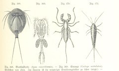 British Library digitised image from page 895 of "Unser Wissen von der Erde. Allgemeine Erdkunde und LÃ¤nderkunde, herausgegeben unter fachmÃ¤nnischer Mitwirkung von A. Kirchhoff"