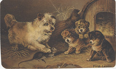 C.I. Hood & Co. (Apothecaries);