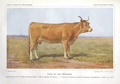 Vache de race bÃ©arnaise