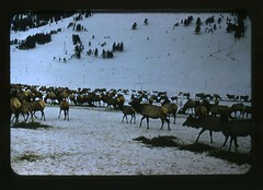 Herd seen in vicinity of Jackson Hole, Wyoming 1954.
