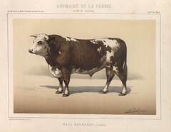 Taureau de race normande