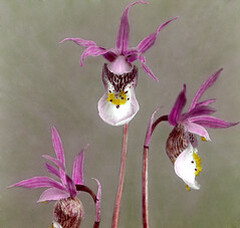 Calypso bulbosa Oakes