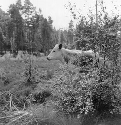 Grazing cow, NÃ¶ssemark, Dalsland, Sweden