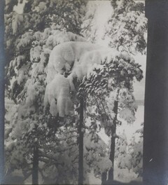 Left stereoscopic print of snowcovered pines in Ruovesi, Finland