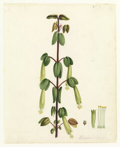 Corraa (i.e. correa) by W. Buelow Gould