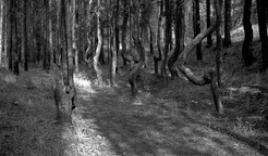 Twisted tree trunks, Jasper National Park