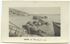More of Beachy's work [dead donkeys, Gallipoli]