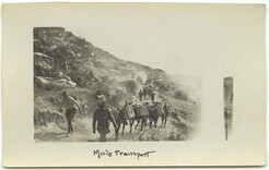 Mule transport [Gallipoli]