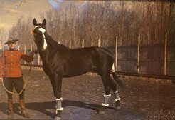 Royal Northwest Mounted Police constable and horse