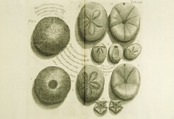 Shells of molluscs