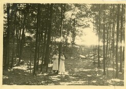 In the Woods