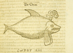 De orca