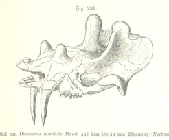 British Library digitised image from page 701 of "Unser Wissen von der Erde. Allgemeine Erdkunde und LÃ¤nderkunde, herausgegeben unter fachmÃ¤nnischer Mitwirkung von A. Kirchhoff"