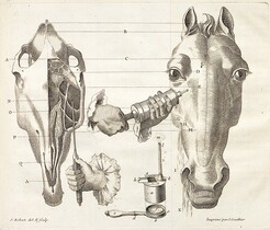 Moyens pour guÃ©rir la morve