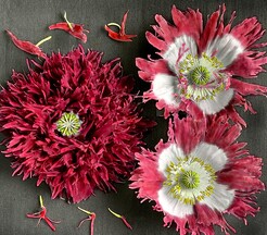 Fringed poppy