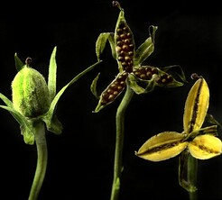 How Violets scatter their seeds: capsule open: [capsule] empty