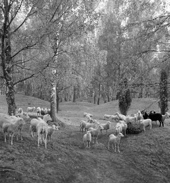 Grazing sheep at Viking Age grave field on BjÃ¶rkÃ¶ island, Uppland, Sweden