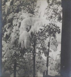 Left stereoscopic print of snowcovered pines in Ruovesi, Finland
