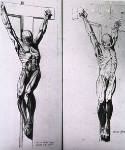 Musculature of the human body