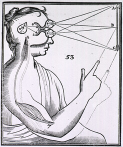 Vision and the mechanism for response to external stimuli