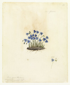 Blue flower by W. Buelow Gould