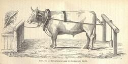 Harnachement pour le dressage des boeufs