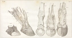 Pieds dissÃ©quÃ©s vu antÃ©rieurement