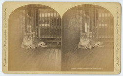 Puma, American Panther