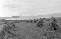 Saving the hay down the bay...