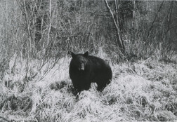 Bear near Tashme Camp