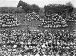 Working with sugar beets, SkÃ¥ne, Sweden