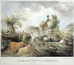 Cows at a cottage in Forsmark, Uppland, Sweden